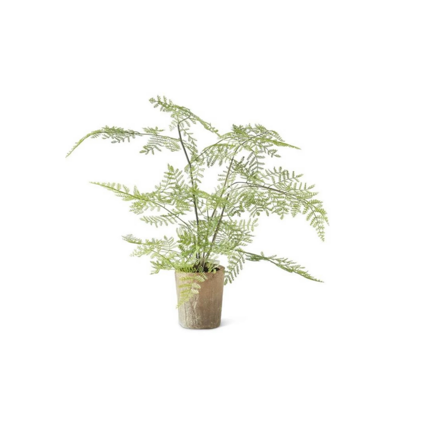 Potted Fern