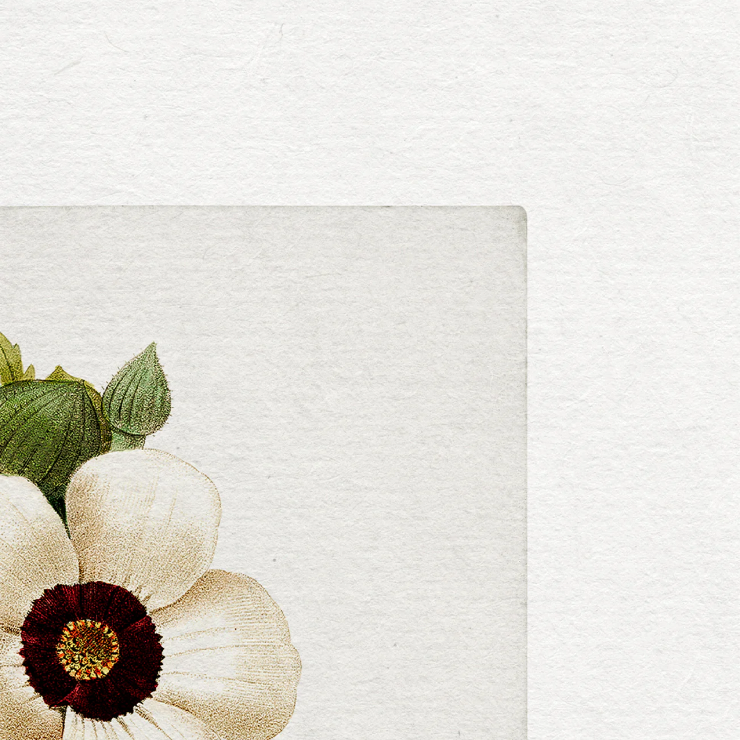 Vintage Art Print - Anemone