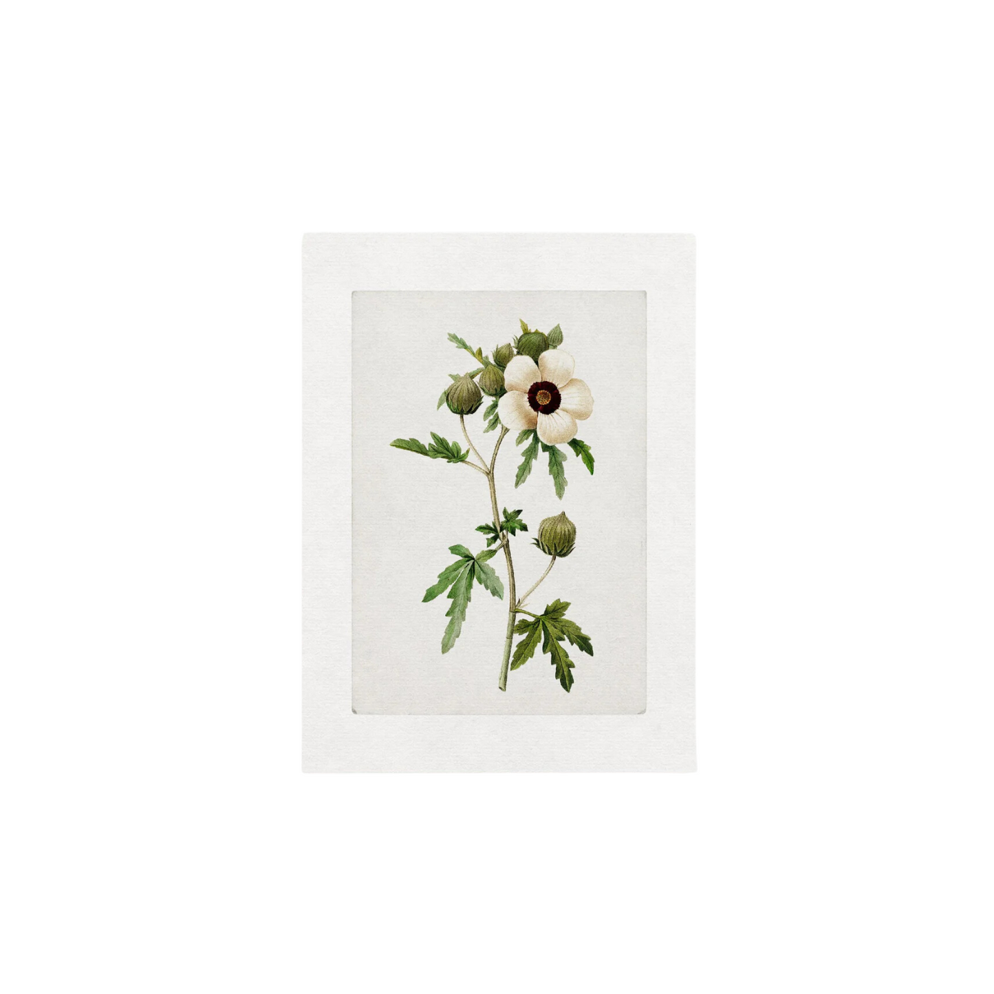 Vintage Art Print - Anemone
