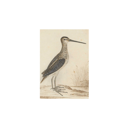 Vintage Art Print - Water Bird