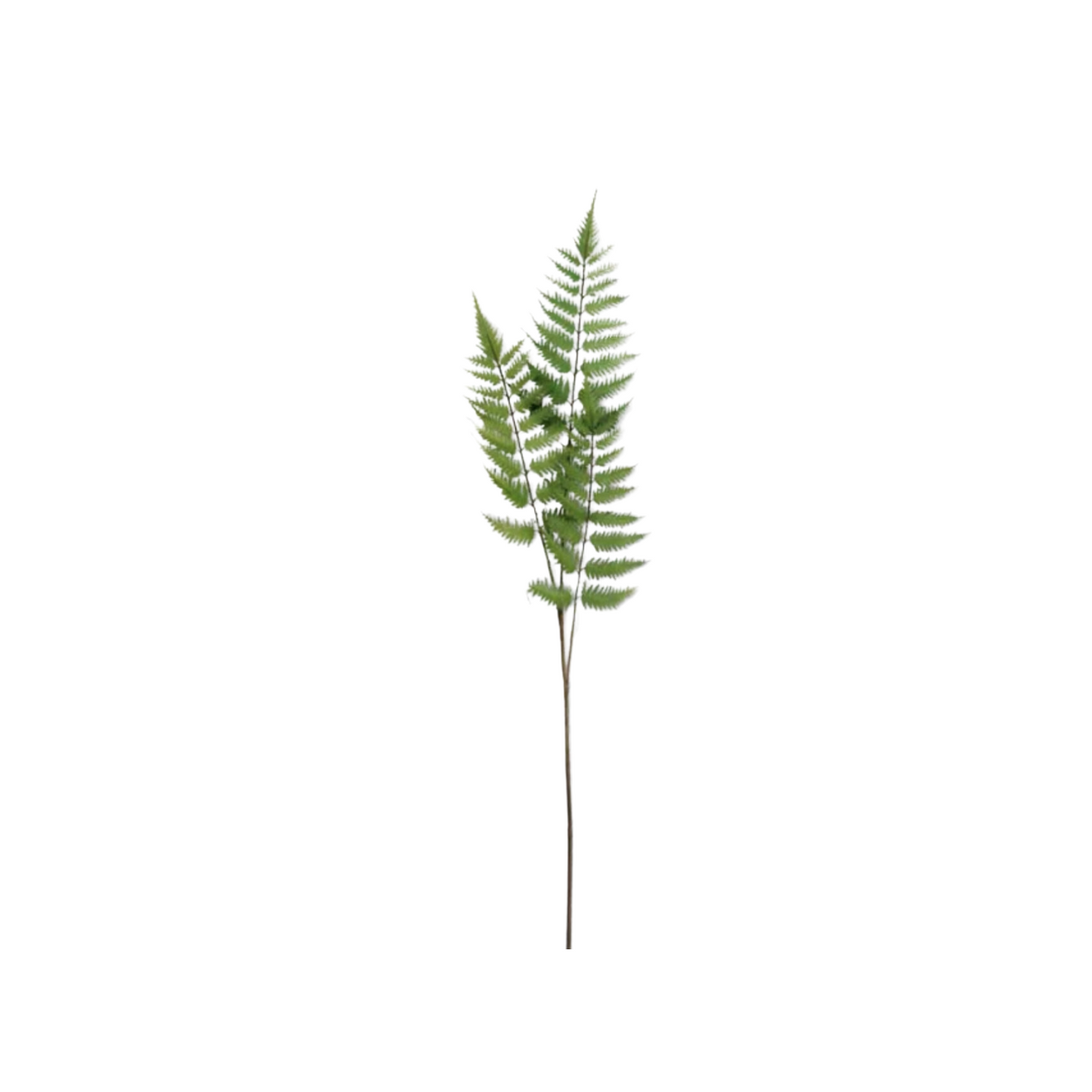 Fern Branch