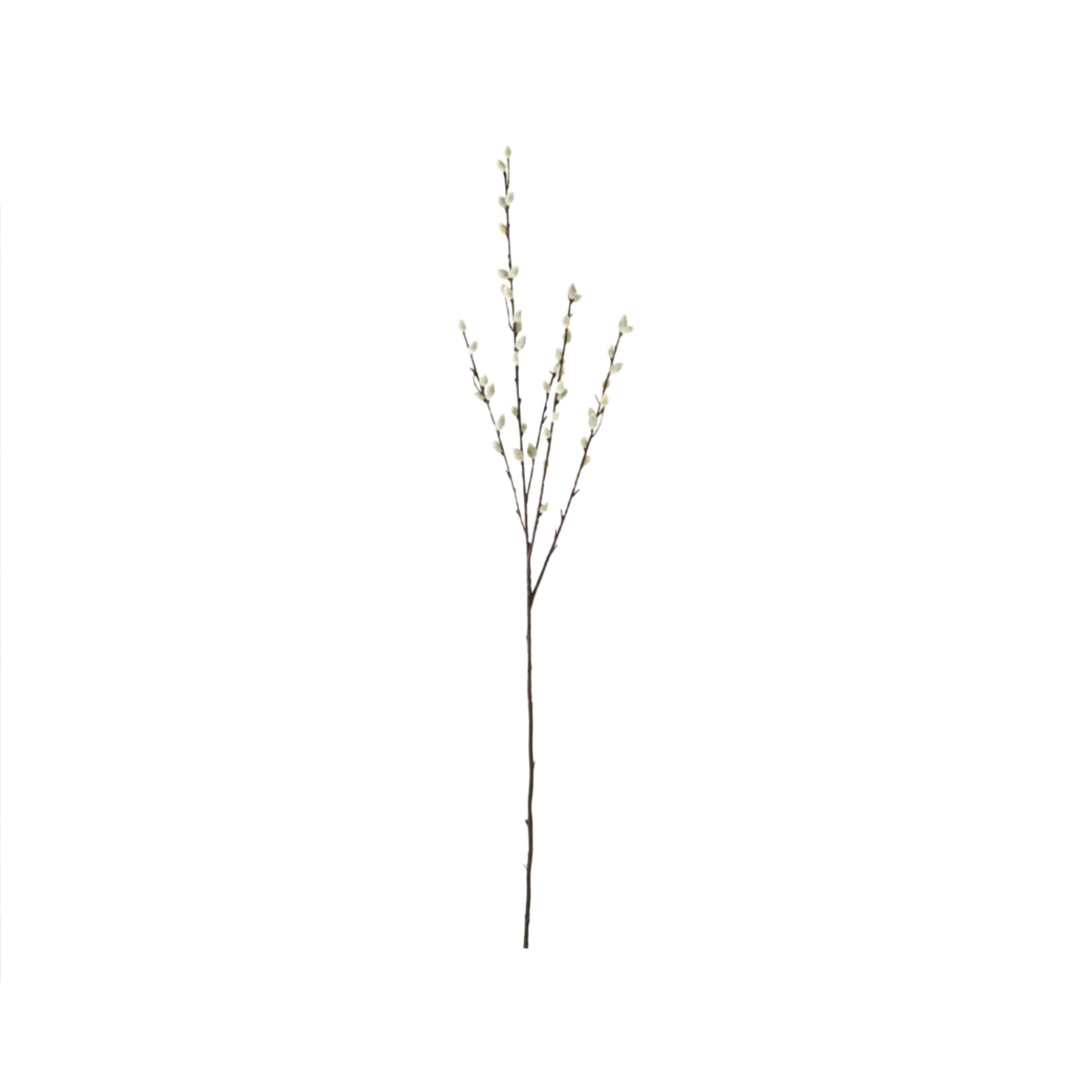 Grey Pussy Willow Stem